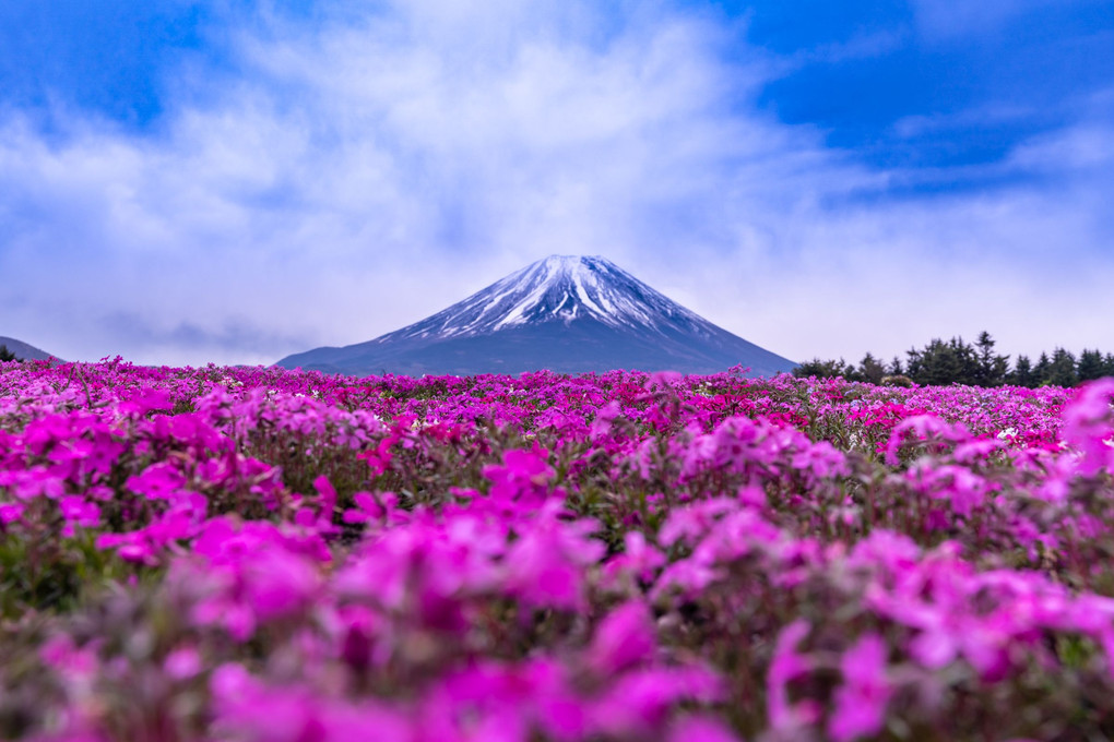 富士と花たち　（さくら、菜の花、チューリップなど）