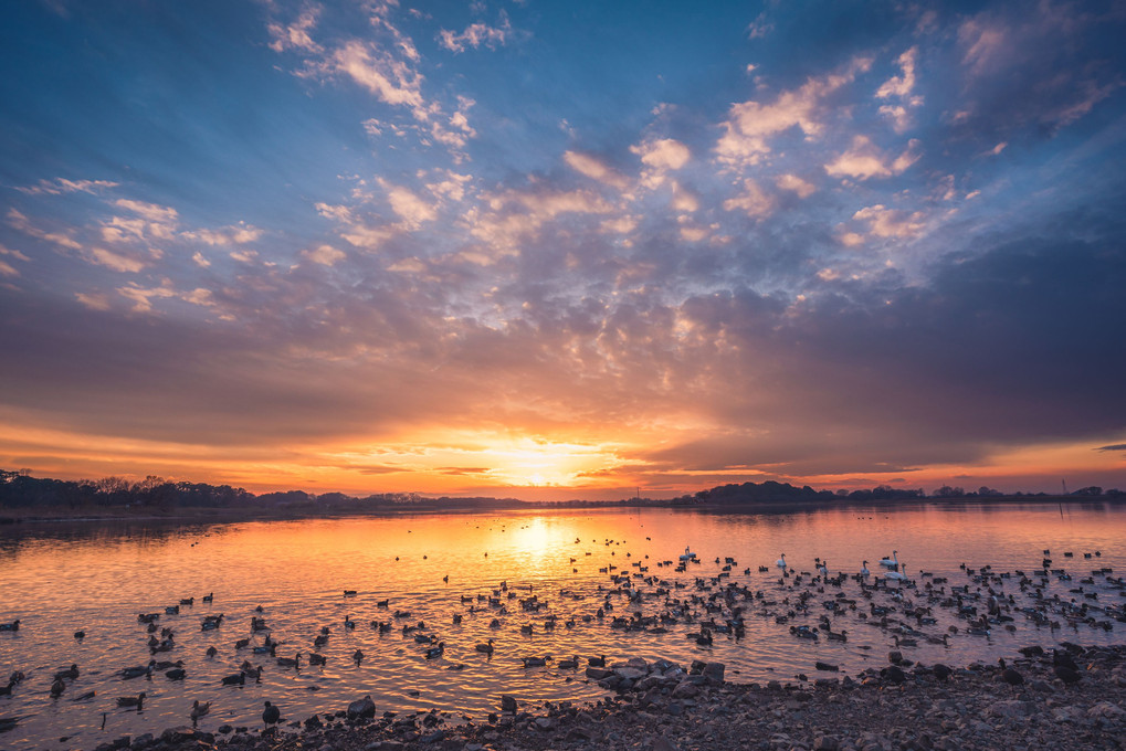 多々良沼　夕焼けと白鳥