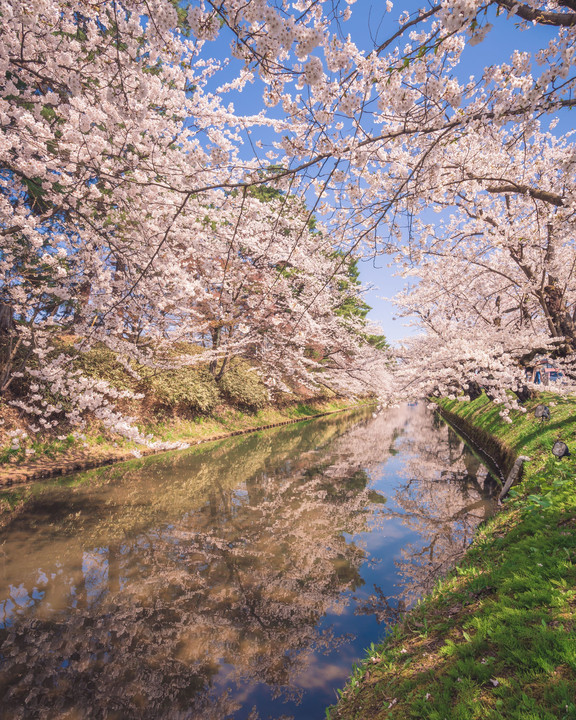 弘前城　桜まつり