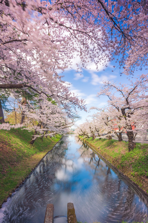 弘前城　桜まつり