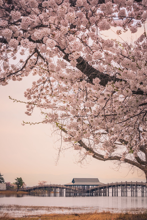 桜と鶴の舞橋