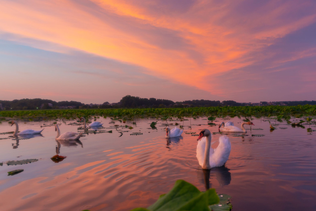 蓮沼の夕陽と白鳥たち　#コブハクチョウ#