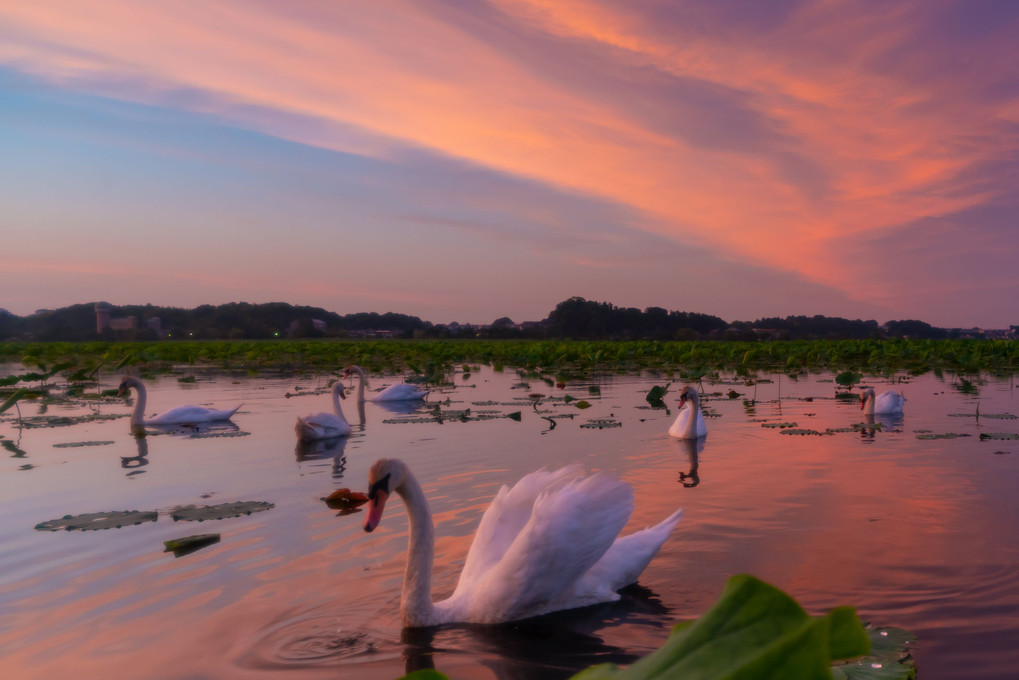 蓮沼の夕陽と白鳥たち　#コブハクチョウ#