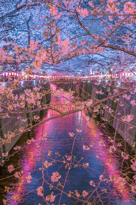 今年初の桜撮影　目黒川へ