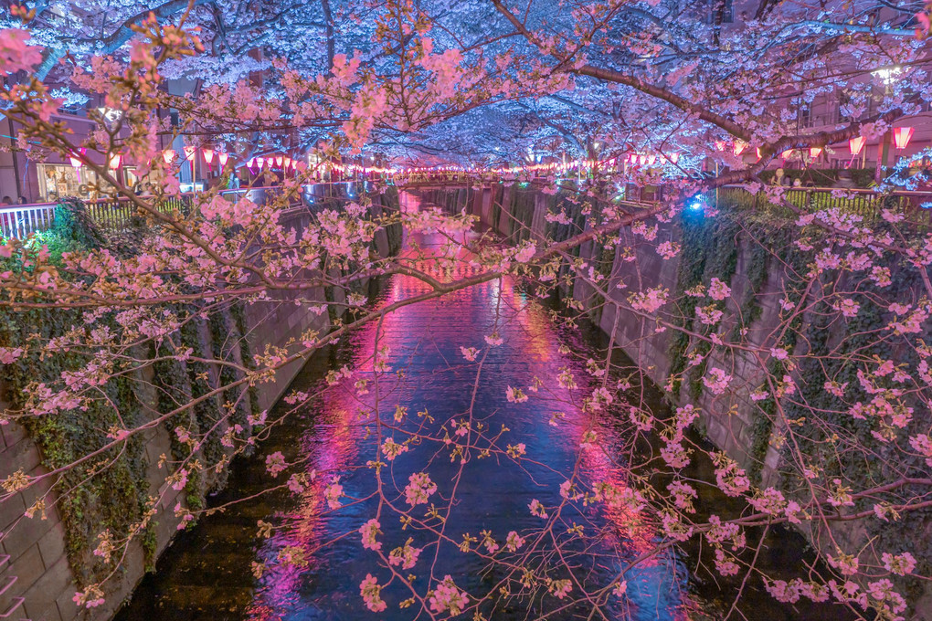 今年初の桜撮影　目黒川へ