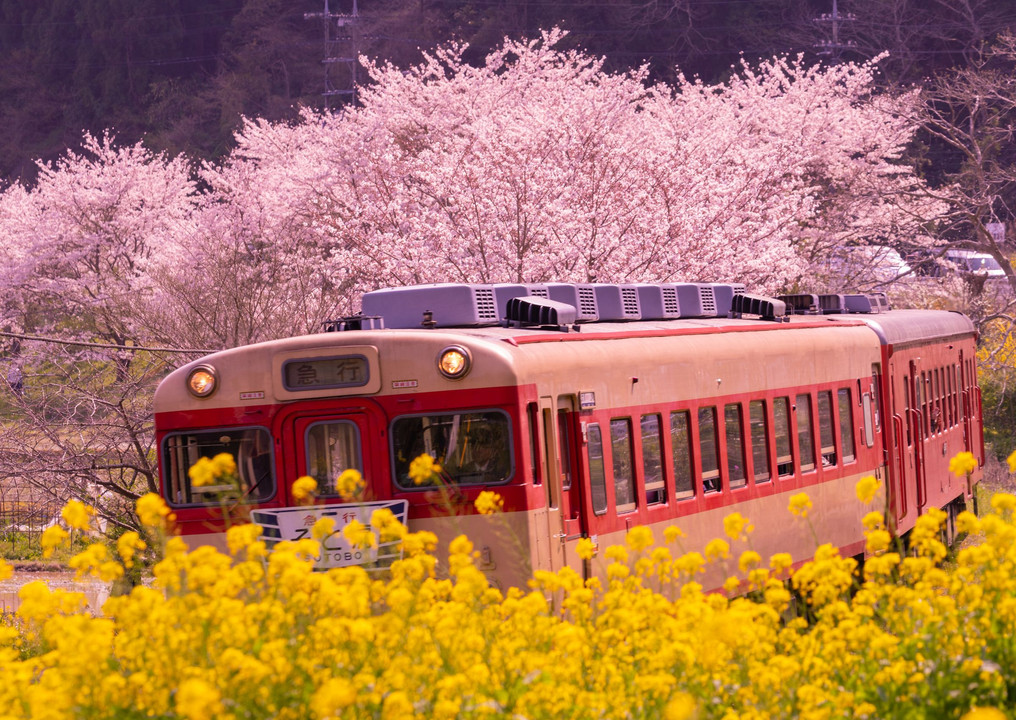 桜と菜の花と電車