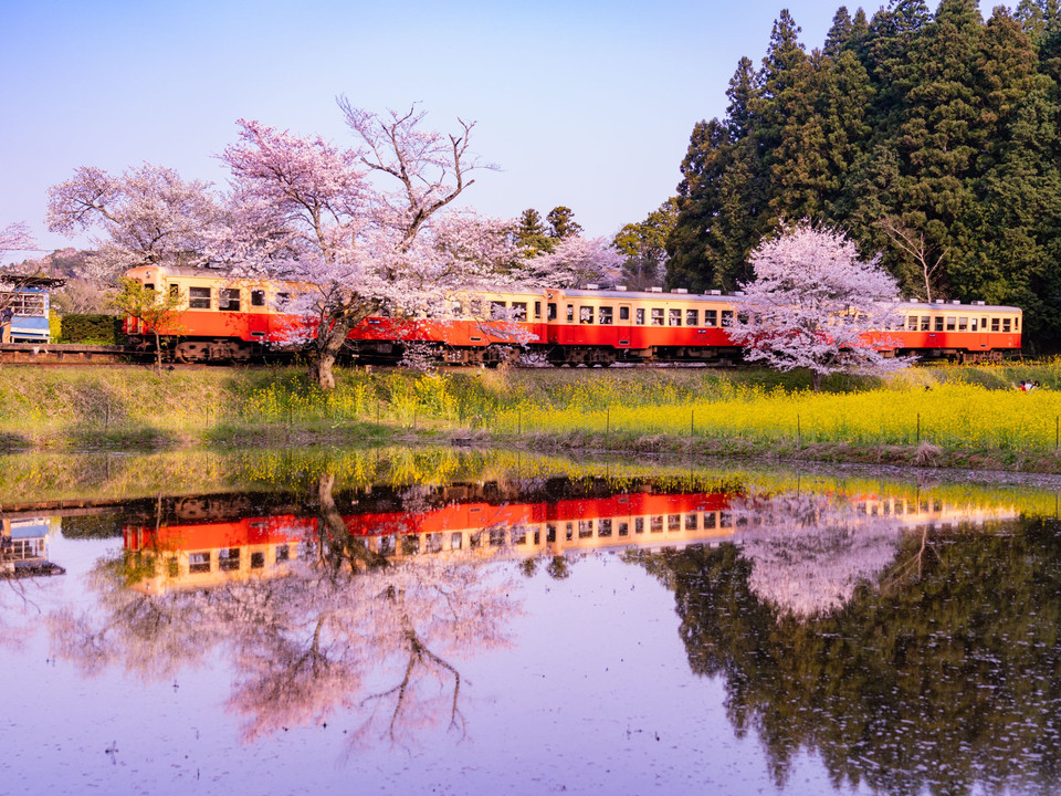 桜と菜の花と電車