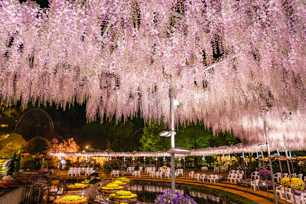 足利フラワーパーク　カメラ，池ポチャのうす紅の棚