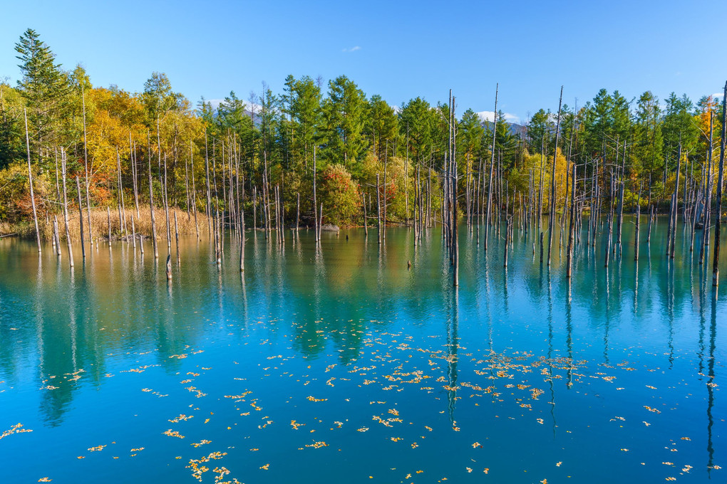 紅葉の青い池