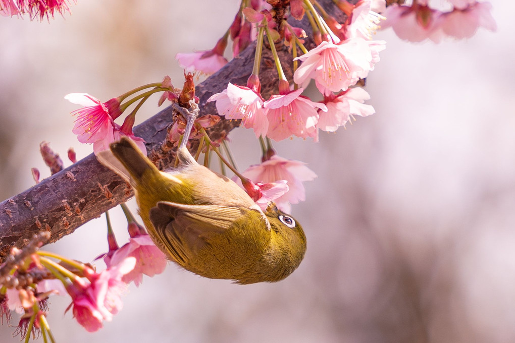満開の元朝桜とメジロちゃん #メジロ#