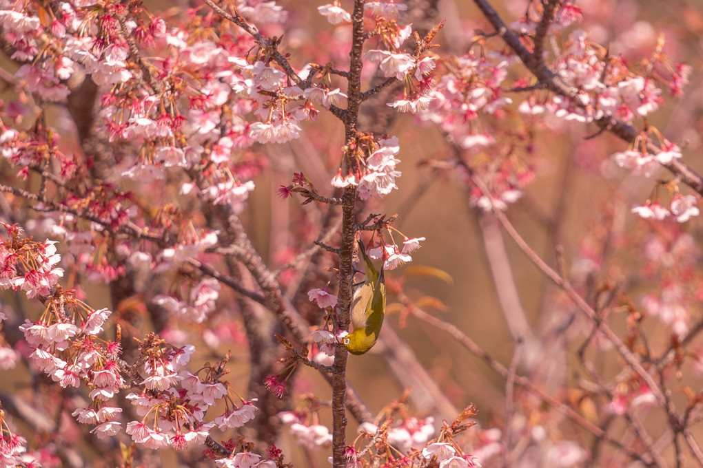 満開の元朝桜とメジロちゃん #メジロ#