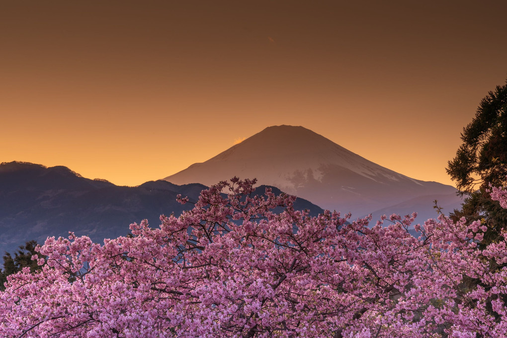 さくらと富士山