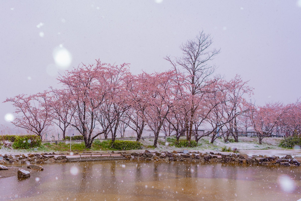 春の雪　手賀沼にて