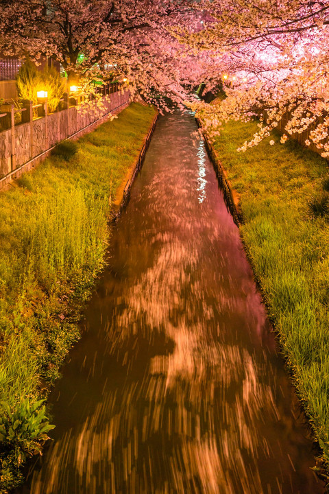 真間川の桜ライトアップ