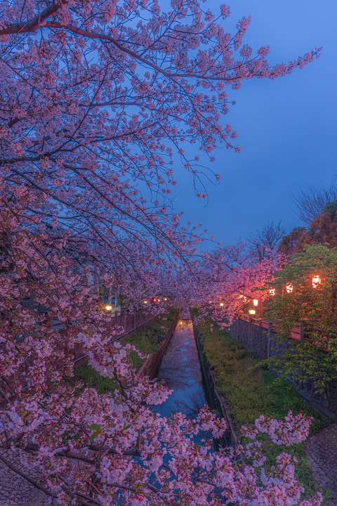 真間川の桜ライトアップ