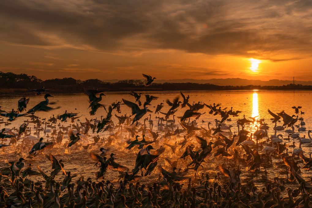 多々良沼　夕日と白鳥達