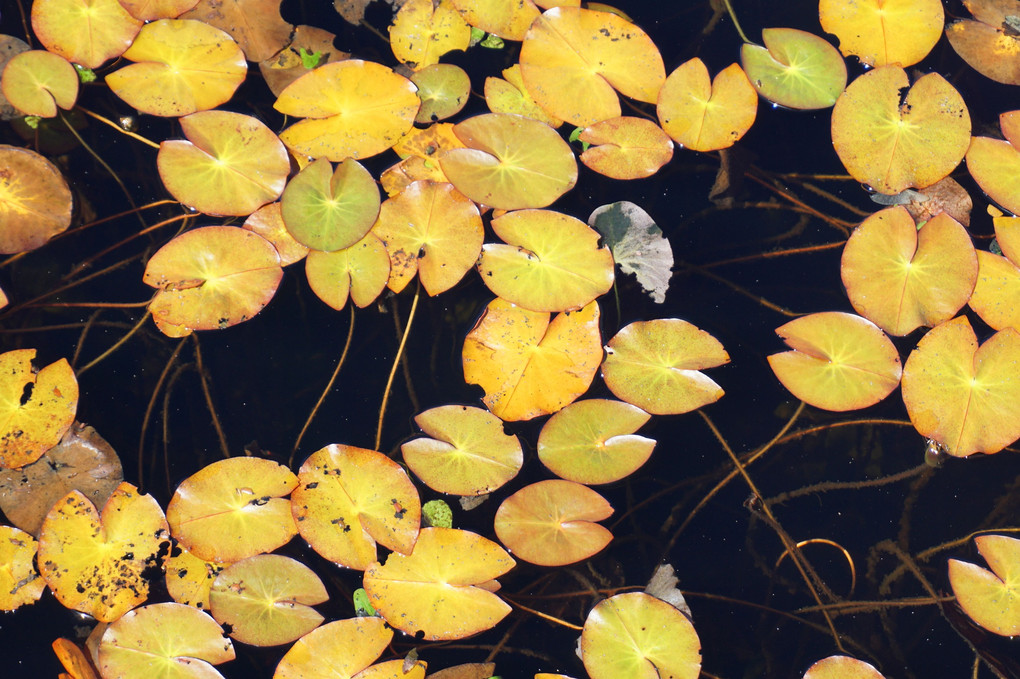 尾瀬沼は水中にも綺麗な葉が