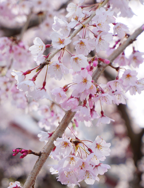 満開の桜に、つい、どれもこれも