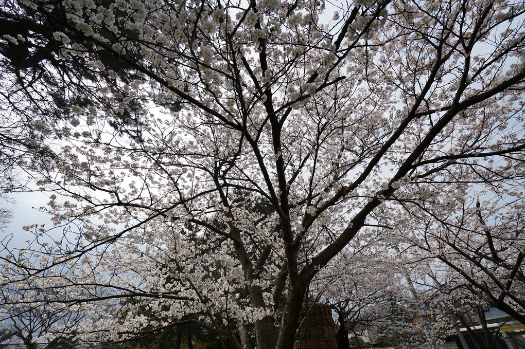 桜の傘の下で