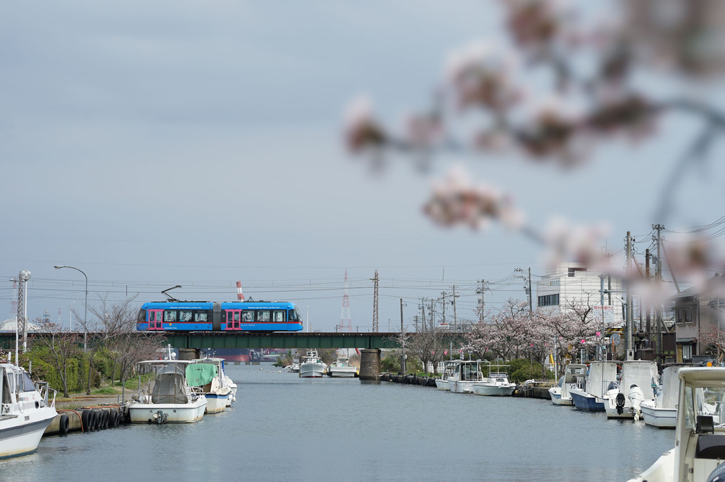 電車、桜の季節の中で