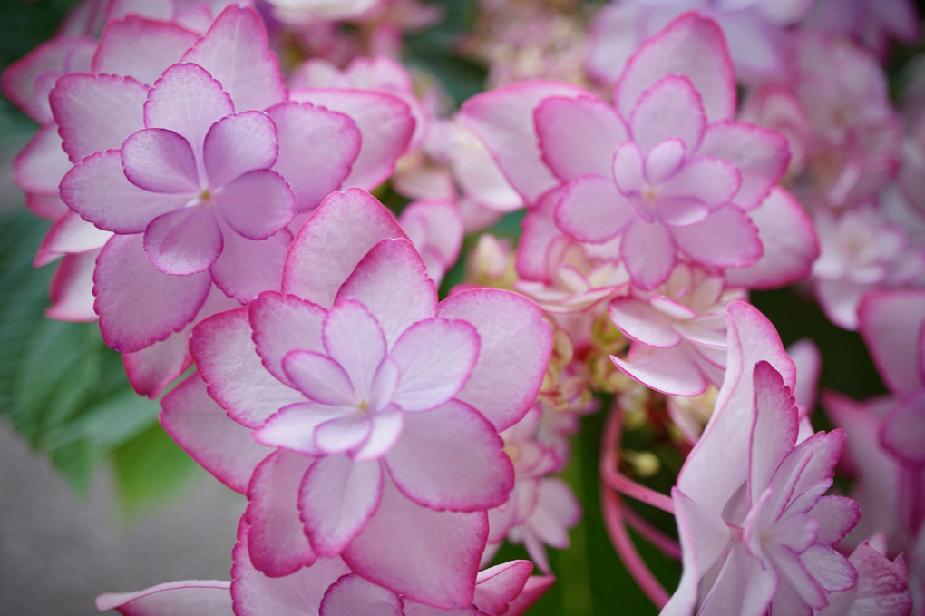 紫陽花「ひな祭り」