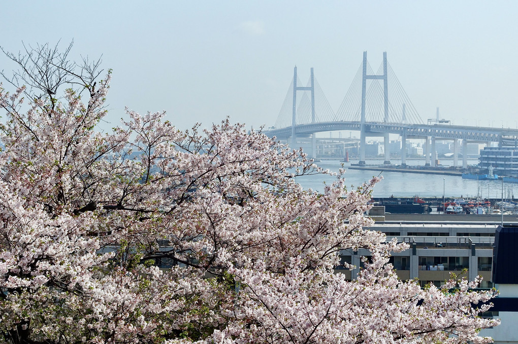 桜と横浜ベイブリッジ