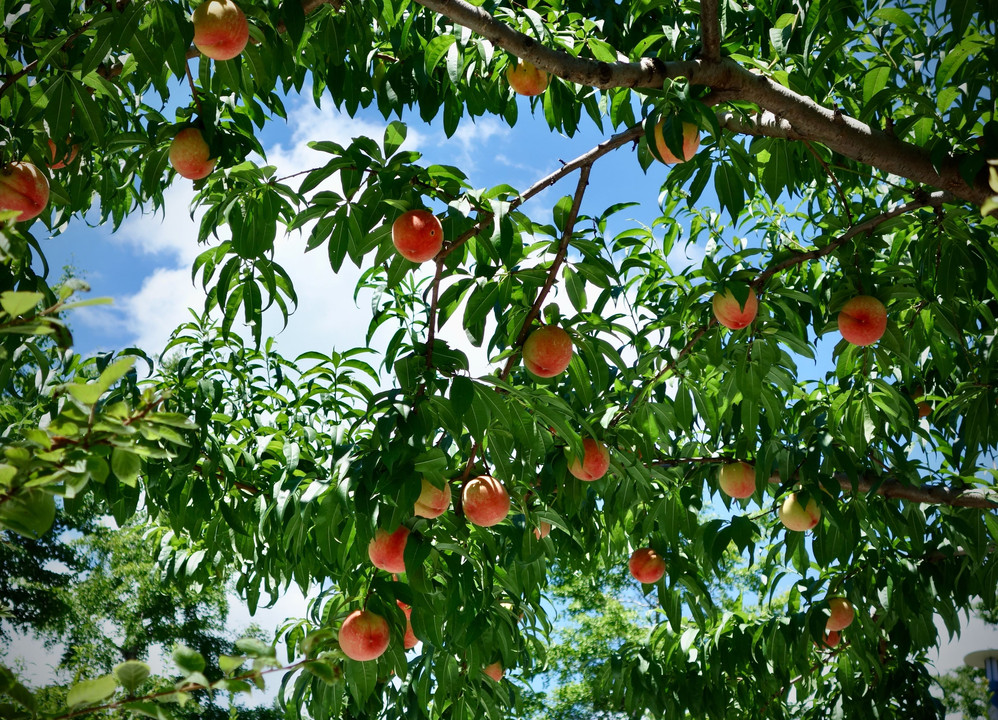 桃の収穫