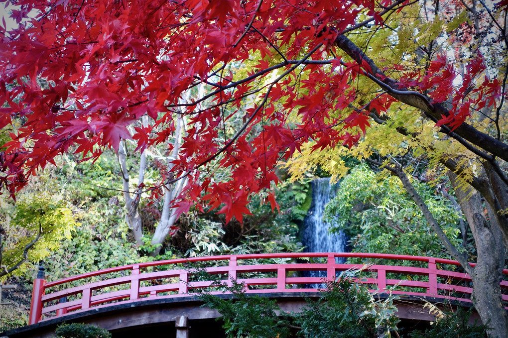 紅葉と大滝