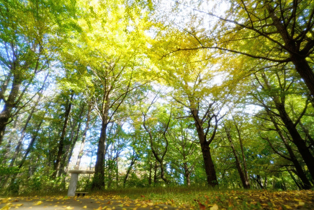 いつもの公園　秋の朝