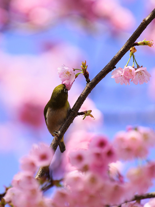 サクラ咲いたよ