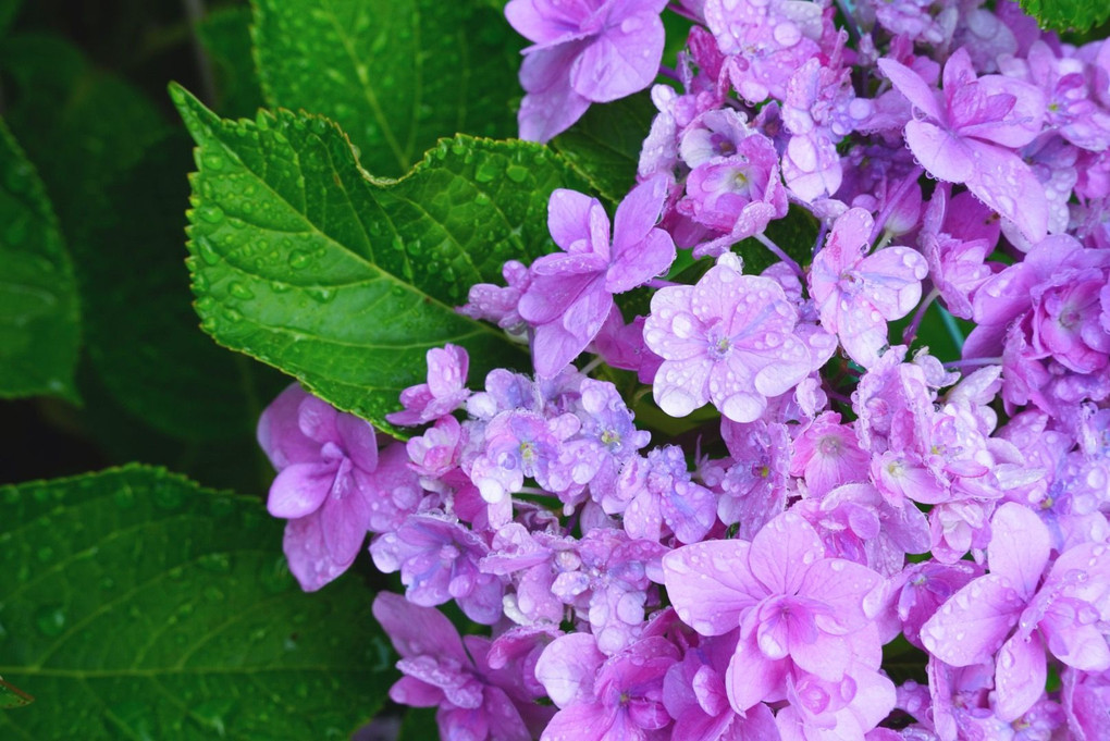 紫陽花しっとり