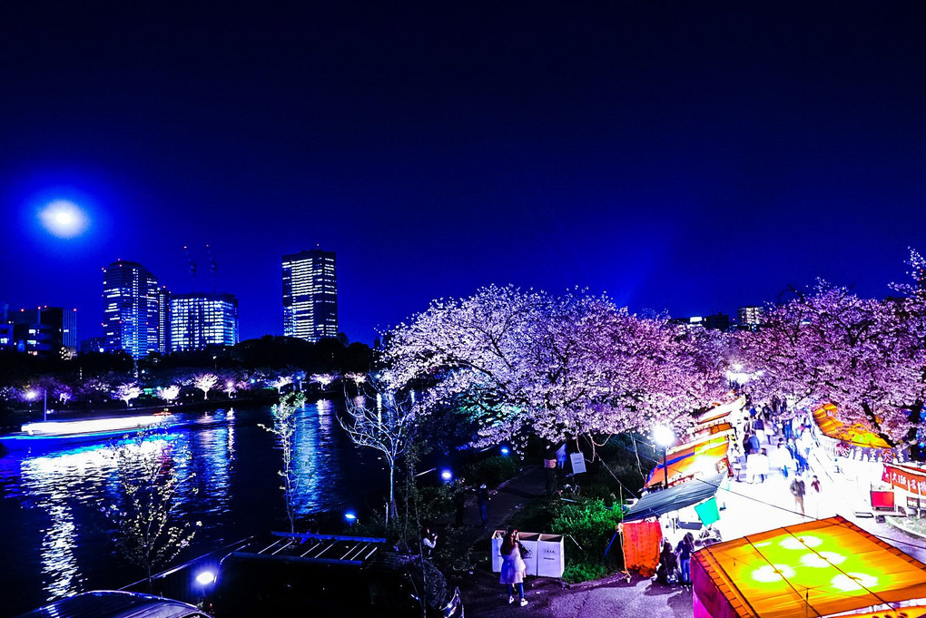 sakura night