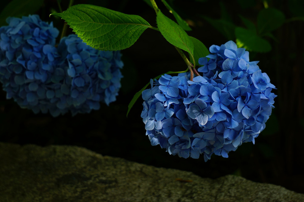 本光寺の紫陽花