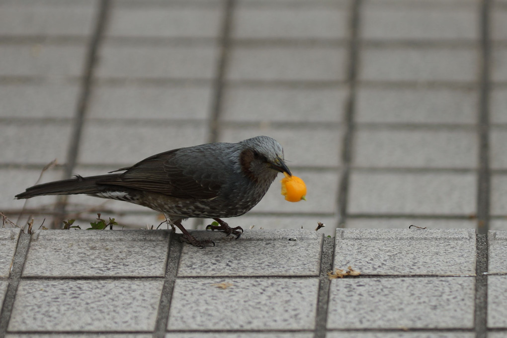 うちのヒヨちゃん