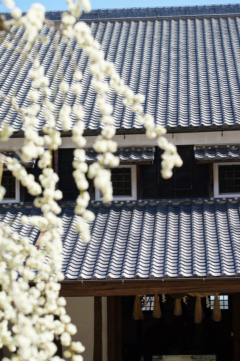 梅の時期の明治村