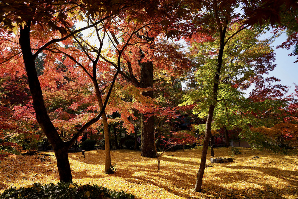 京都 永観堂の庭