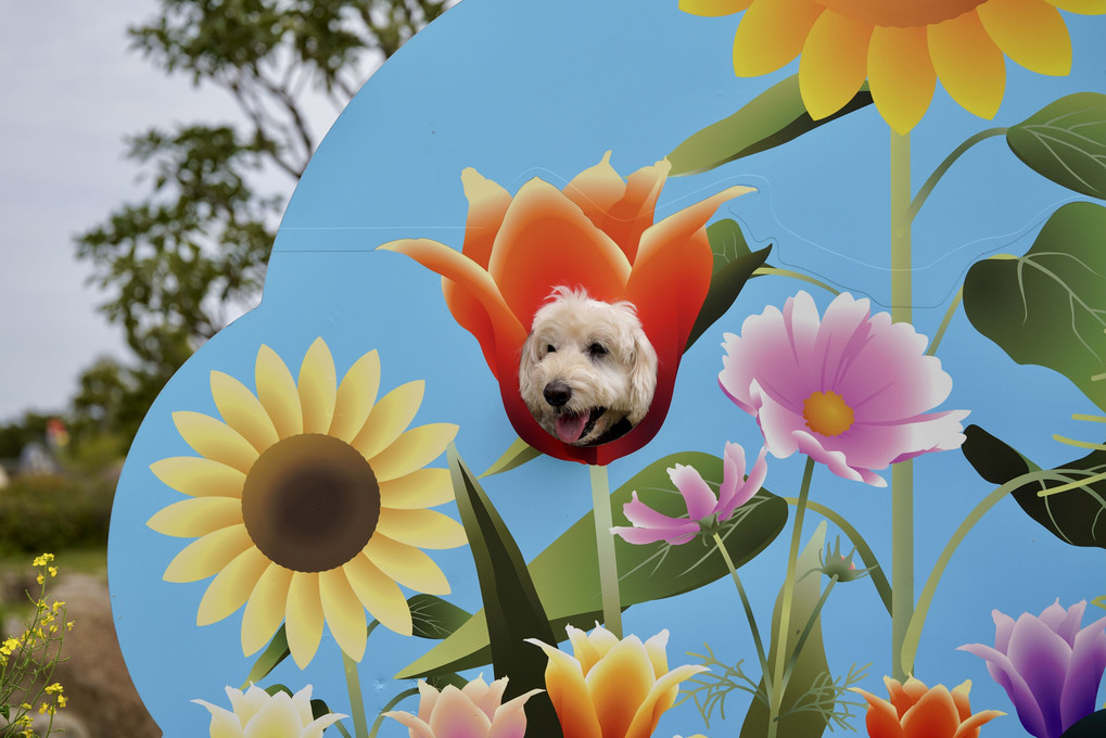 チューリップの花から顔を出すタクちゃん