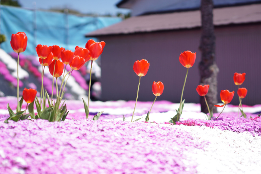 木古内町 村上芝桜園さん