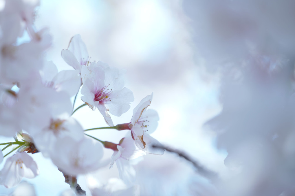 白透桜