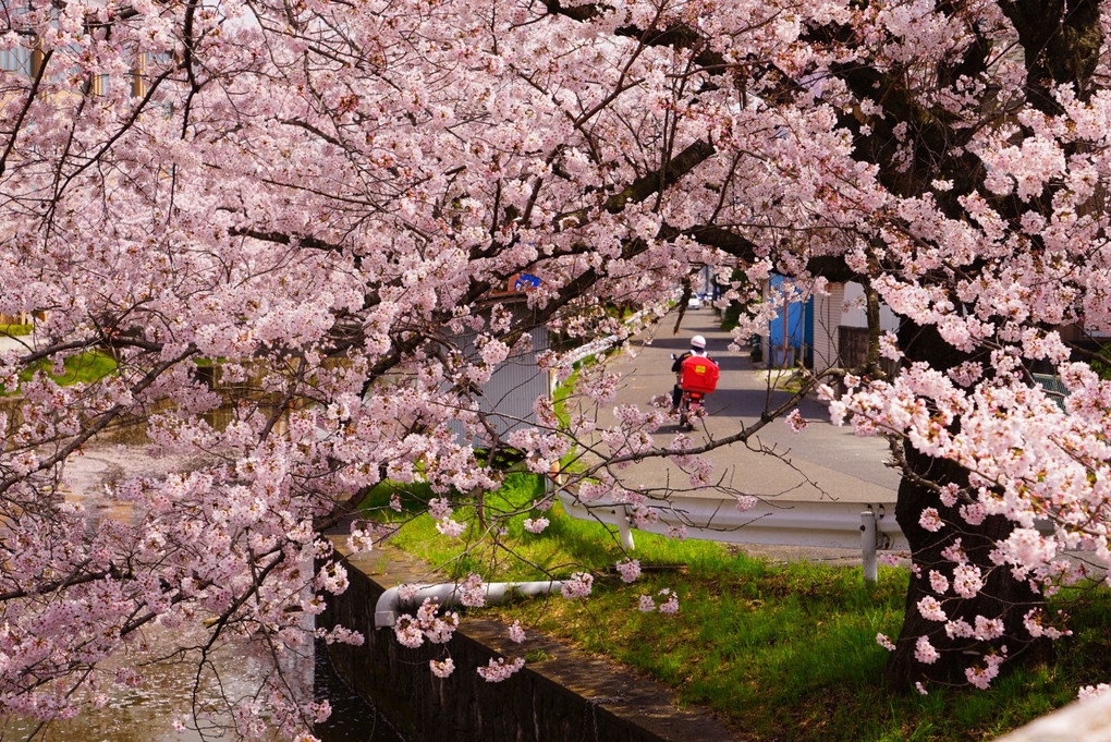桜と 日常！