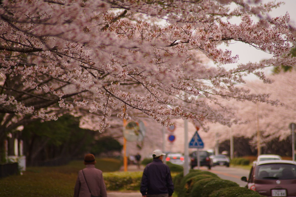 桜と 日常！