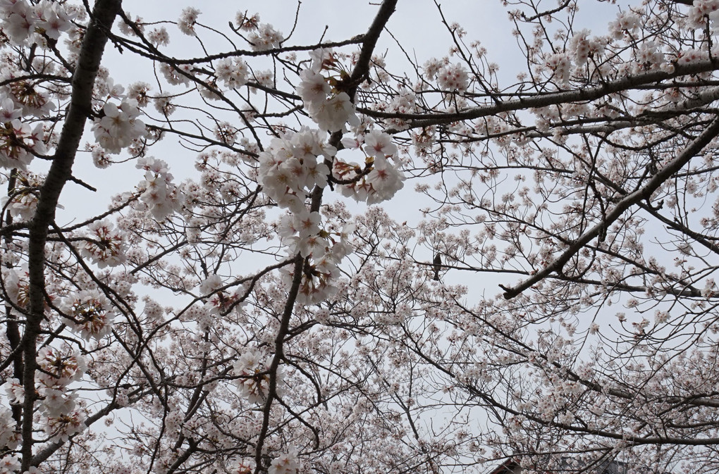 春の景色