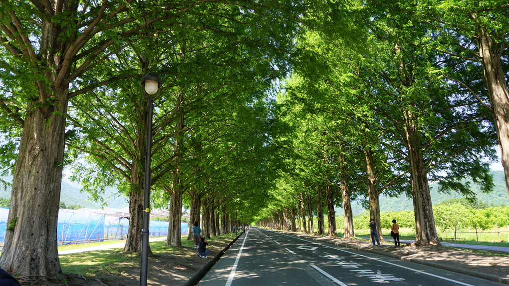 🌲初夏のメタセコイア並木🌲