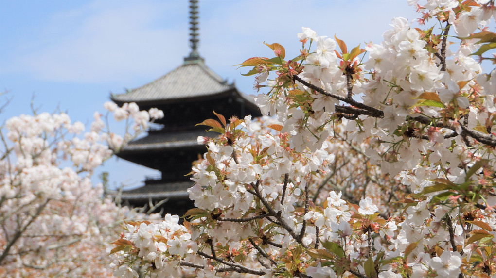 御室桜