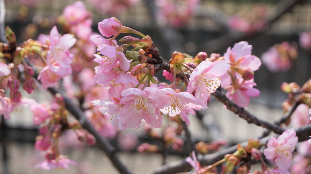 京都　淀の河津桜 ①