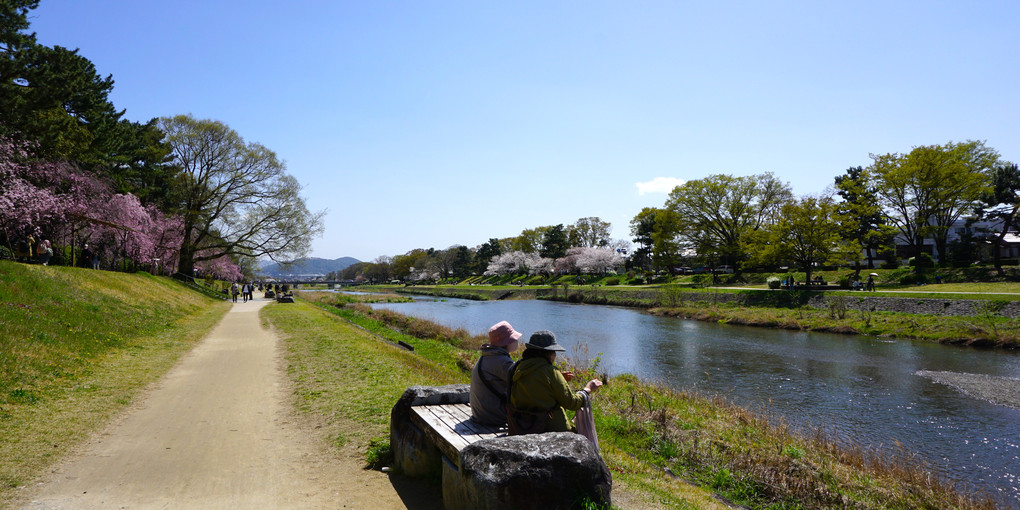 賀茂川の春