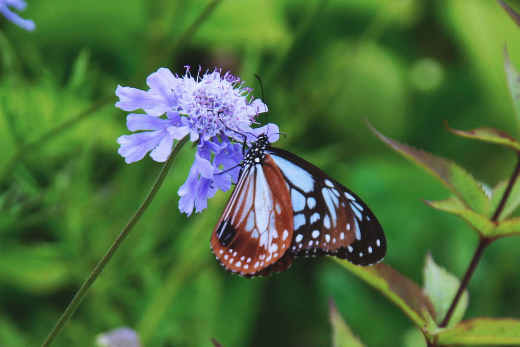 🦋　旅する蝶