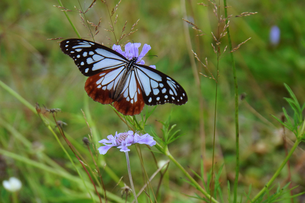 🦋　旅する蝶