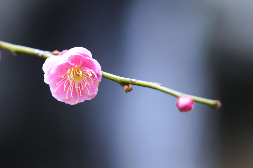 🌸　梅一輪