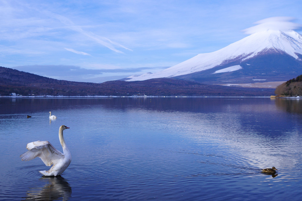 白鳥の湖　🦢